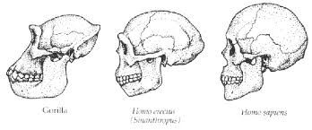 Evolution of Jaw size