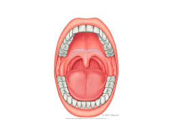 32 teeth in a oral cavity